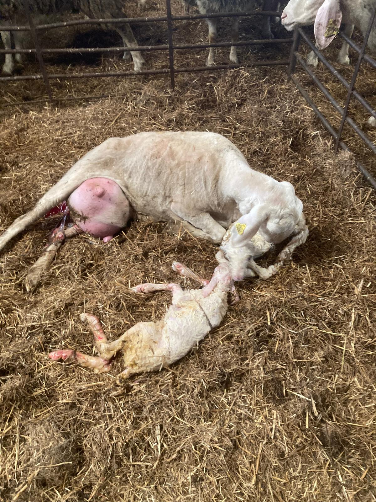 why-choose-us ovejas5